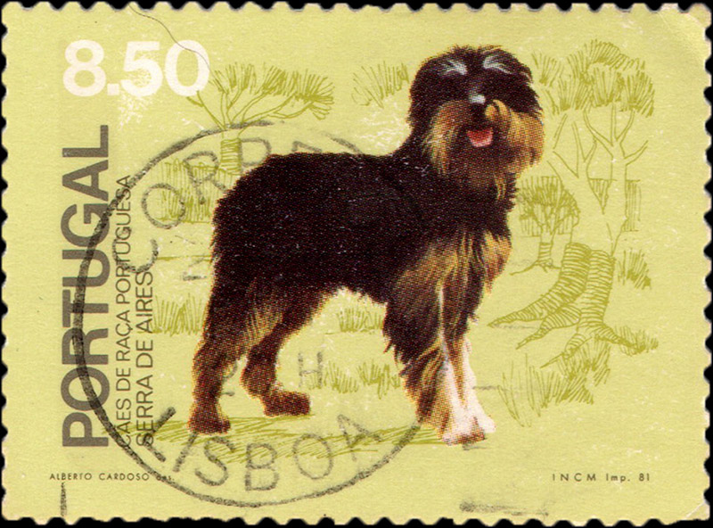 Cão Serra de Aires